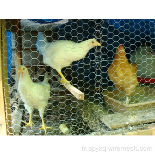 PVC enduit de poulet coop